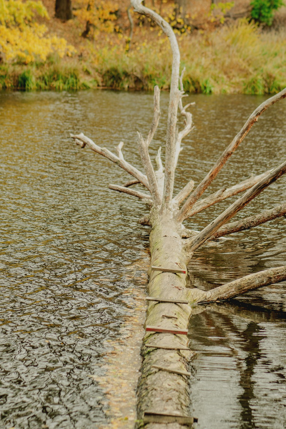 رحلة بويكوفسكي